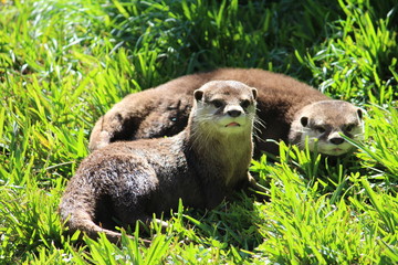 Otter