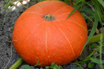 Ripe organic pumpkin grows in the garden Autumn harvest