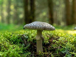 A blurry background version, wild mushrooms in the forest, autumn is the time of mushroom gathering, Latvia
