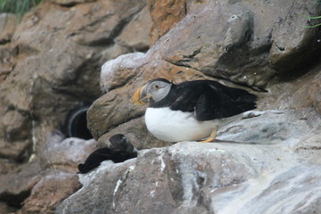 Papageienpinguin