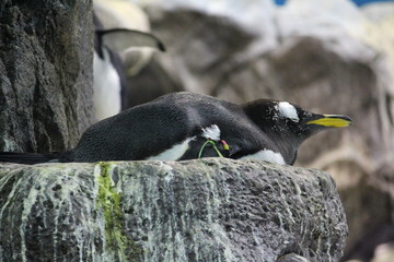 Pinguin