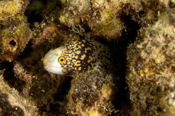 The snowflake moray (Echidna nebulosa) also known as the clouded moray