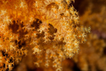 Dendronephthya hemprichi is a common soft coral found from Red Sea to Western Pacific