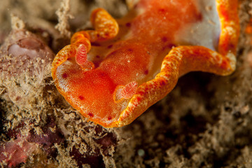 Spanish Dancer, Hexabranchus sanguineus