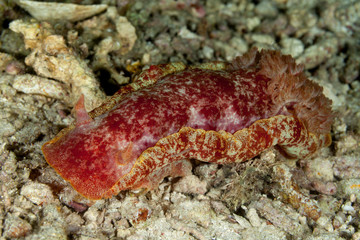 Spanish dancer, scientific name Hexabranchus sanguineus