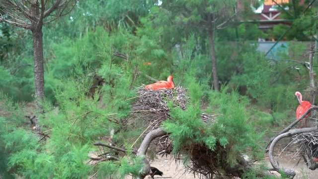 Scarlet ibis (Eudocimus ruber) in the nest.