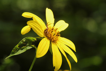Close Up of Spider on a Flower