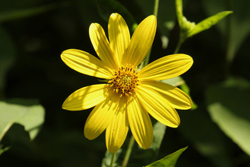 Close Up of Yellow Flower