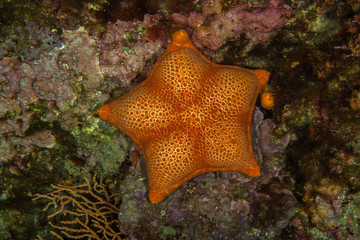 Sphaerodiscus placenta, Seastar
