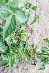 Tomato bush in the garden bed, tomato ripening in the garden, organic vegetables, eco products