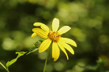 Obraz premium Hiding in the Flower
