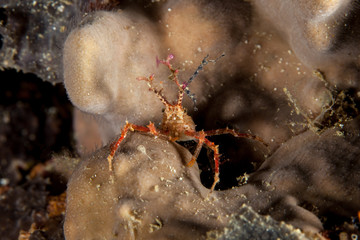 Majoidea, Spider crab
