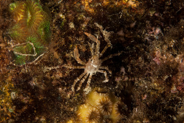 Majoidea, Spider crab