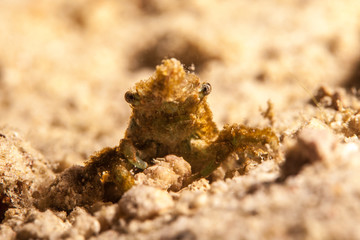 Majoidea, Spider crab