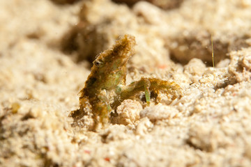 Majoidea, Spider crab