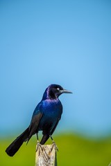 Black Bird Sitting Looking at the Camera in front of the Blue Sky
