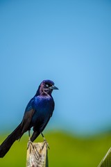 Black Bird Sitting Looking at the Camera in front of the Blue Sky