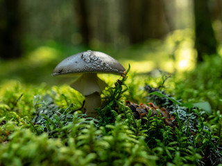 A blurry background version, wild mushrooms in the forest, autumn is the time of mushroom...