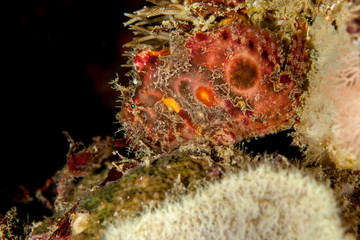 Obraz na płótnie Canvas Spotfin frogfish - Antennatus nummifer