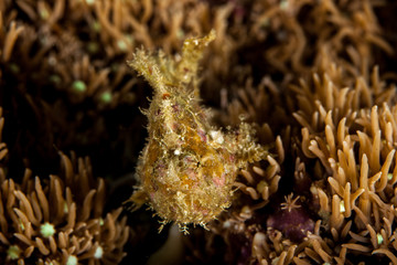 Spotfin frogfish - Antennatus nummifer
