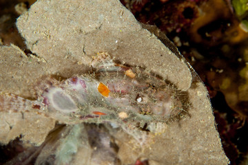 Spotfin frogfish - Antennatus nummifer