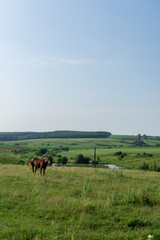 Horse graze in the meadow, fields and meadows, landscape