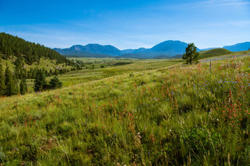 Grassy meadow with red and blue wildflowers with the Rock Mountains in the background near Pagosa Springs, Colorado