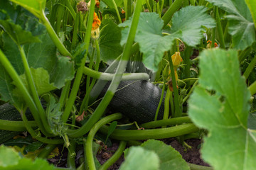 Garden beds with organic vegetables , green zucchini close up, ripening zucchini in the village
