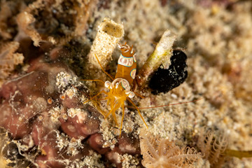 Squat shrimp or sexy shrimp, Thor amboinensis, is a species of shrimp found across the Indo-West Pacific and in parts of the Atlantic Ocean