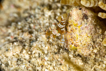 Squat shrimp or sexy shrimp, Thor amboinensis, is a species of shrimp found across the Indo-West Pacific and in parts of the Atlantic Ocean