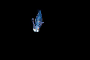 Squid during a blackwater dive in the Philippines