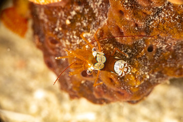 Squat shrimp or sexy shrimp, Thor amboinensis, is a species of shrimp found across the Indo-West Pacific and in parts of the Atlantic Ocean