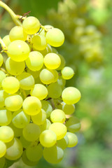 Ripe white grapes on a branch grows in the vineyard Summer and autumn harvest