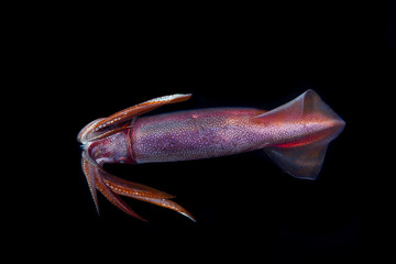 Squid during a blackwater dive in the Philippines