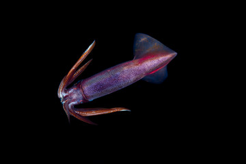 Squid during a blackwater dive in the Philippines