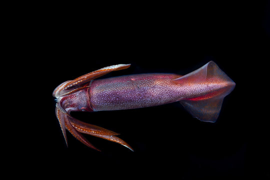 Squid during a blackwater dive in the Philippines