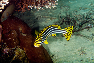 Oriental Sweetlips - Plectorhinchus vittatus