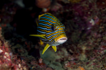 Ribbon Sweetlips - Plectorhinchus polytaenia