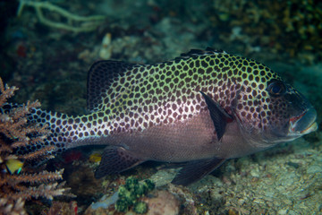 Plectorhinchus chaetodonoides, the harlequin sweetlips