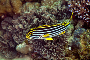 Oriental Sweetlips - Plectorhinchus vittatus