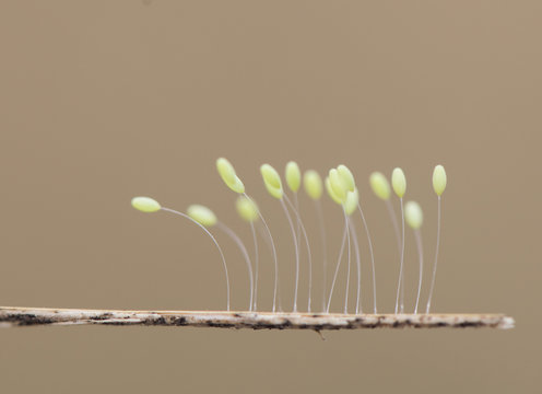Crisopa eggs Green lacewings eggs these insects lay their eggs in places near streams over the vegetation