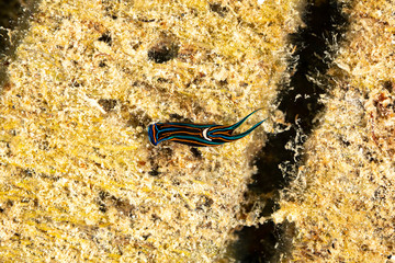 Swallotail Headshield Slug, Leech Aglaja, Chelidonura hirundinina is a species of small and colorful aglajid sea slug, a shell-less opisthobranch gastropod mollusk in the family Aglajidae