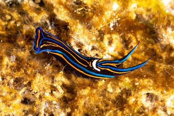 Fototapeta na wymiar Swallotail Headshield Slug, Leech Aglaja, Chelidonura hirundinina is a species of small and colorful aglajid sea slug, a shell-less opisthobranch gastropod mollusk in the family Aglajidae