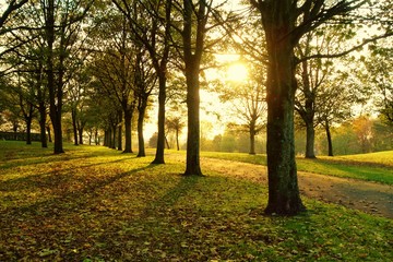 autumn colours in the park.