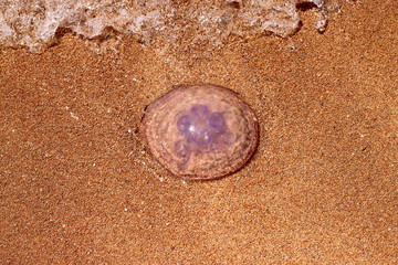 Jellyfish on the shore on the background of golden beach sand