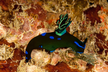 Tambja morosa, Polyceridae