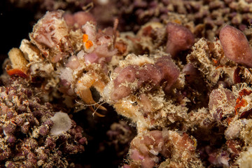 Camposcia retusa, known commonly as the spider decorator crab