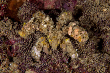 Camposcia retusa, known commonly as the spider decorator crab