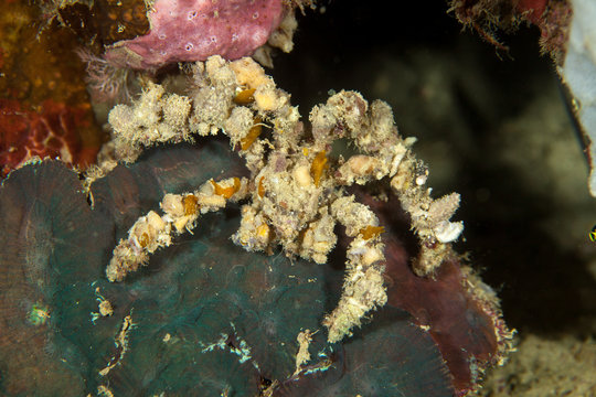 Camposcia retusa, known commonly as the spider decorator crab
