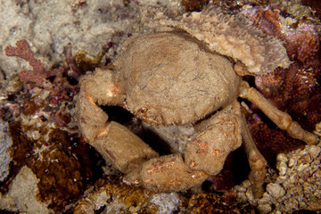 Dromia dormia, the sleepy sponge crab or common sponge crab
